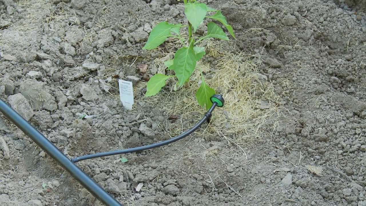 Drip Irrigation Emitters For Wineries
