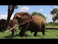 The Giants of Samburu National Reserve