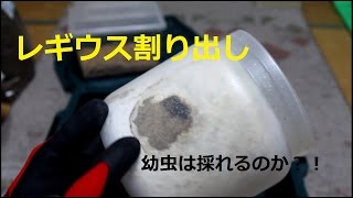 レギウスの産卵セット割り出し！！