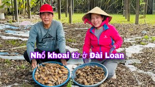 Hai ba con nhổ khoai từ sau vườn nhà @thaophuongcuocsongDaiLoan