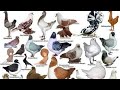 Types of Pigeons with Pictures and Names