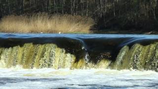 flying fish in Kuldiga, Latvia