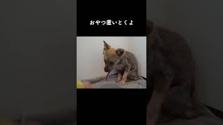 牧場に捨てられていた犬　お腹が空いているのにオヤツを拒否…【ショート5】