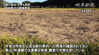 (虫の画像が映ります)稲の害虫「トビイロウンカ」今年も飛来　岐阜県が２年連続で注意報発表