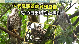 20220506 大安鳳頭蒼鷹育雛直播5/10日出時刻上線！【大安森林公園鳳頭蒼鷹Crested Goshawk】