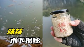 都說加了味精的酒米窩料能爆護，真有那麽厲害？水下測試還原真相