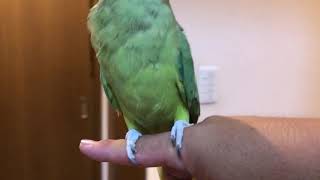 ワカケホンセイインコのゴンちゃん。手乗り状態でお散歩？？？