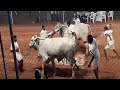 mundlamuru mandalam prakasam district ongole bulls racing amazing yvr ongole bull race in vijayawada