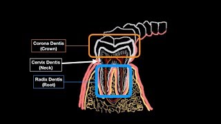 [REMADE] Digestive system - Anatomy of Oral Cavity - Part 1 (Vestibulum Oris and teeth)