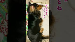 お留守番後は甘えん坊になる犬🐕💕　　　　　#ミニチュアダックスフンド #dog #cutedog #垂れ耳 #かわいい犬 #可愛い #ダックス #甘えん坊 #dachshund #shorts