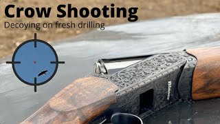 Crow Shooting | Decoying on Drilling | Lots of Birds!