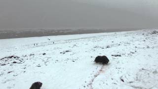 muskox hunt near grise fiord