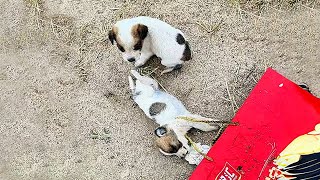 3 puppies were thrown to the riverside by owner,surviving puppy refused to leave its dead companion