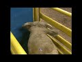 Bodacious Retired | 1995 NFR Round 10