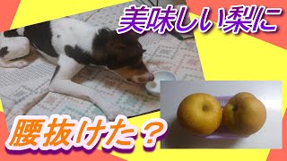 【はじめて】愛犬の腰が抜けた❓美味しすぎる梨🍐