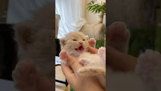 The Most Adorable Kitten Moments Caught on Camera💕😻#cat #kitten #pets