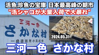 【三河一色さかな村 活シャコが大量入荷で大暴れ 活魚,珍魚の宝庫 日本最高峰の朝市】あばお 海鮮ちゃんねる #231 2024.05.31