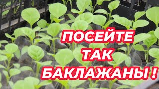 ПОСЕВ семян БАКЛАЖАНОВ на рассаду без земли. Лучший способ выращивания баклажанов из семян!