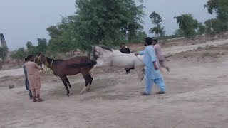 Horse First Time Meeting😚| Natural covering - horse breeding - Horse mating - mating sound