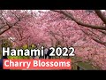 SAKURA | Cherry blossom in Japan 2022 | Sakura Around Nissan stadium #sakura #springinjapan