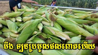 មីង ឡន ប្រមូលផលពោតហើយ ល្អៗណាស់