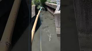 Japanese Catfish Fishing with Bamboo Rod 🎋 #fishing #catfish