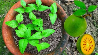 টবে বেল বীজ থেকে চারা তৈরি | How to grow Wood Apple tree in the pot| Bael Fruit seeds