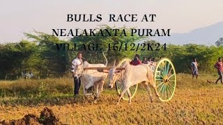 BULL RACE AT NEALAKANTA PURAM VILLAGE 16/ 12/ 2K24 @amppetslover9958