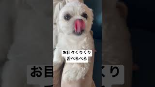 お目々くりくりで舌ぺろんぺろんな犬(マルペキ) #shorts