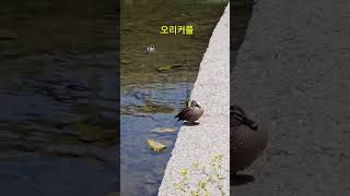 도시하천을 찾는 새들 #야생조류