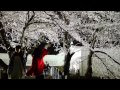 【夜桜】霞城公園のライトアップ【山形】