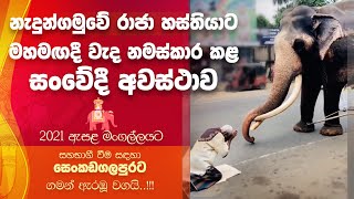 නැඳුන්ගමුවේ රාජා හස්තියාට වැඳ නමස්කාර කළ සංවේදී අවස්ථාව | Nedungamuwe Raja Esala Perahara Kandy 2021