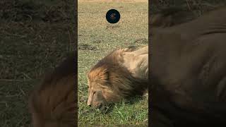 Male Lion Hydrating at a Maasai Mara Waterhole!  #wildlife #safarisightings