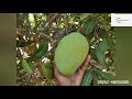 interview with jeevamrut natural mango farmer