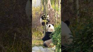 24.12.26成都基地～淼淼懟金瑞寶寶好溫柔啊！ #giantpanda #大熊貓 #cute #大熊猫 #熊猫宝宝 #greatpanda #熊猫