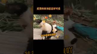 爱宝的两只崽崽好可爱 #panda #睿宝辉宝