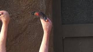 Lesser Flamingo