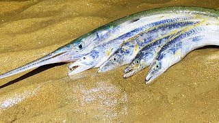 The hook fish on the beach came and came to forage for food with great ferocity. Niu Niu found that