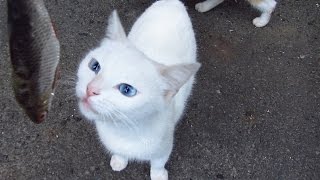 White cat wants to eat and drink