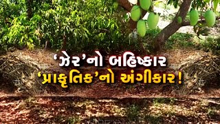 પ્રાકૃતિ ખેતી તરફ પહેલ, 50 વીઘામાં 1200 આંબાના ઝાડ, ડિજિટલ માધ્યમથી સારી કમાણી