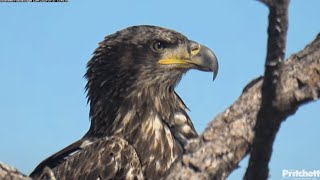 SWFL Eagles ~3 Beautiful Sub Adults In Nest Tree! 2 Lock Talons \u0026 Spiral In Aerial Maneuver 1.31.25