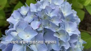 [happy life] 수국의 계절, 밴쿠버와 시애틀의 정원에 핀 아름다운 수국 | 어린숲TV youngforestTV