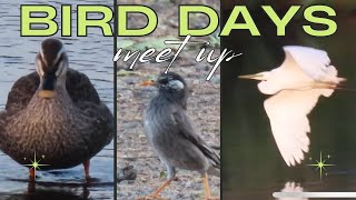 【BIRD DAYS】追いかけっこするダイサギ