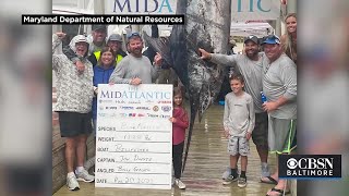 A 1,135-Pound Blue Marlin Caught Near Ocean City Sets New Maryland Record