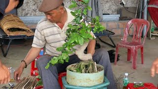 The transformation of a bonsai tree #7