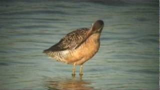 Long-billed Dowitcher　オオハシシギ