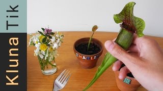 Kluna eating carnivorous PLANTS! R.I.P. Charlie?!  - Kluna Tik Dinner #18 | ASMR eating sounds