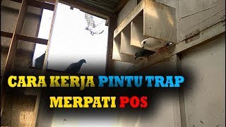 CARA KERJA PINTU TRAP MERPATI POS - RACING PIGEON TRAP DOOR