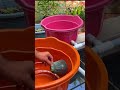 വീടിനടുത്തൊരു aquaponics ഉണ്ടെങ്കിൽ നമുക്ക് മത്സ്യങ്ങളും പച്ചക്കറികളും സിമ്പിളായി ഉണ്ടാക്കാം