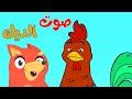 أغنية صوت الديك  - قناة ثعلوب
